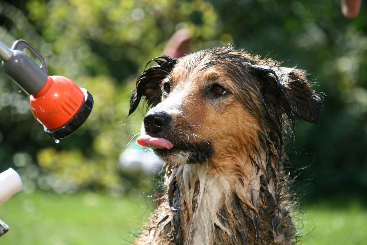 Wet dog getting rinsed off with a garden hose
