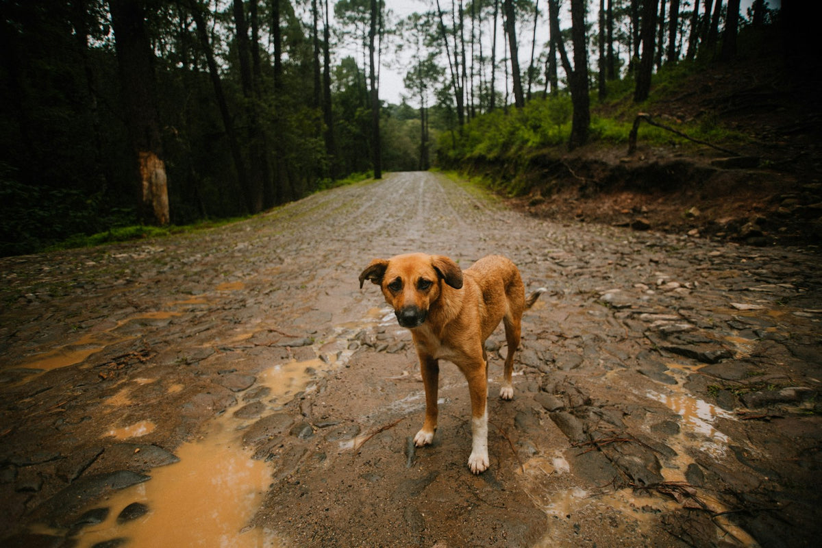 Dog on a muddy dirt road