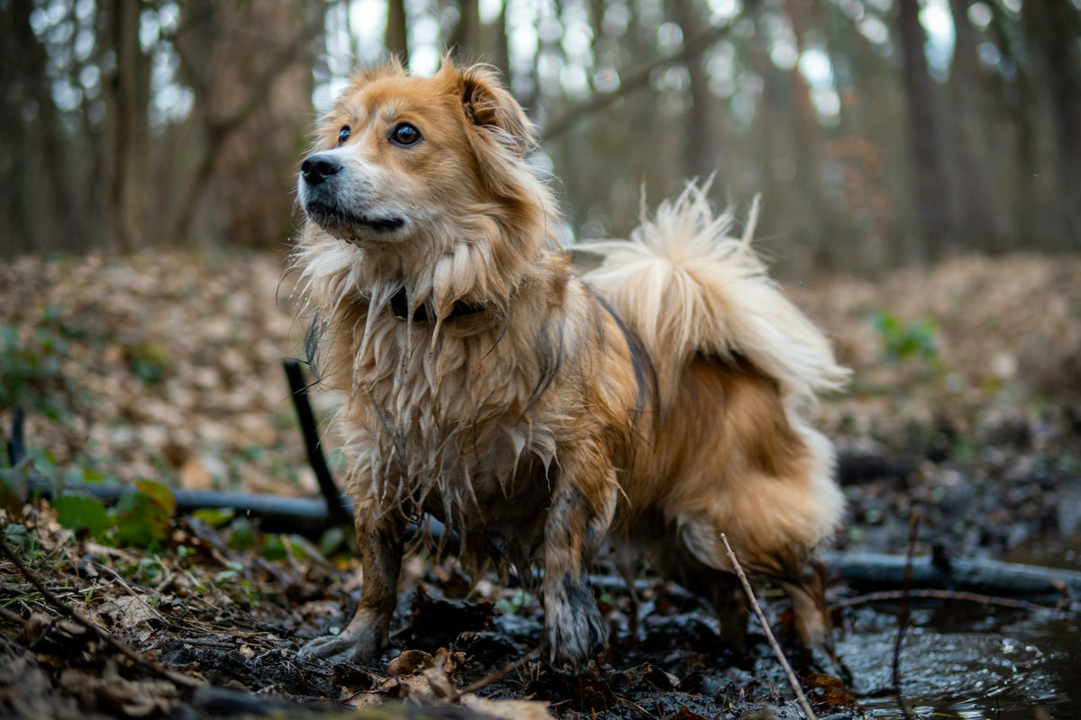 Wet dog standing in the woods