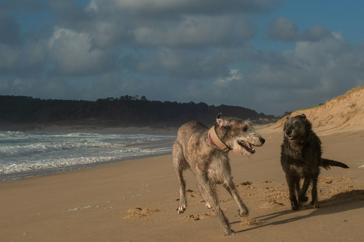Two dogs running on the beach