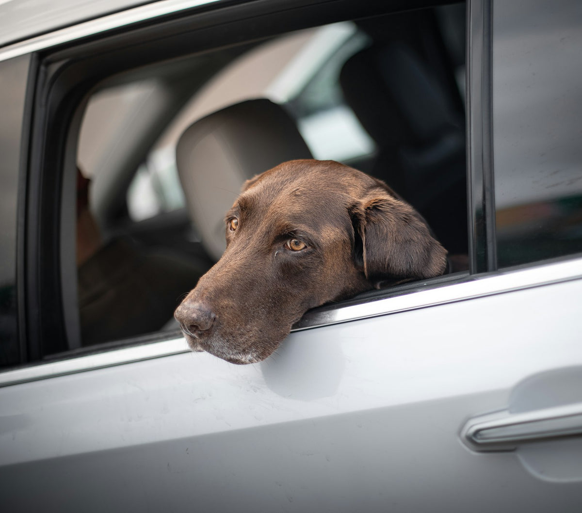 Brown dog looking out a car window