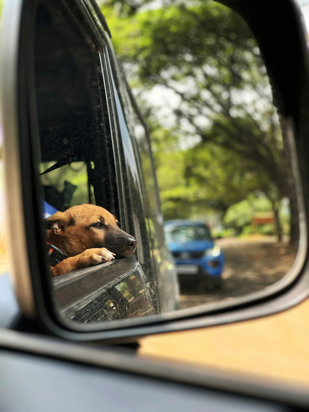 Dog looking out the car window on a road trip